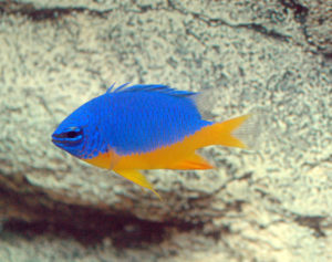 an azure half-blue damsel