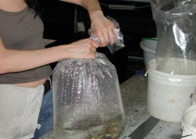 Picture of bagging fish