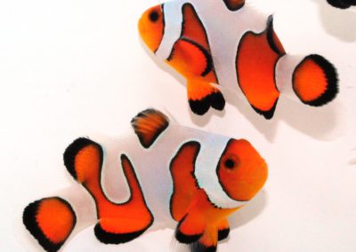 Designer clown fish