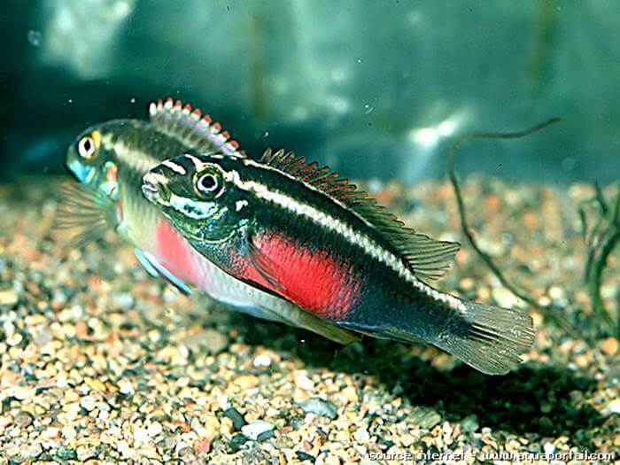 Pelvicachromis